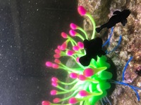 Fluval Sea Evo 52L, PS2 Skimmer, 2 Midnight Clowns, Snowflake EEL