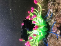 Fluval Sea Evo 52L, PS2 Skimmer, 2 Midnight Clowns, Snowflake EEL