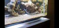 Fluval Sea Evo 52L, PS2 Skimmer, 2 Midnight Clowns, Snowflake EEL