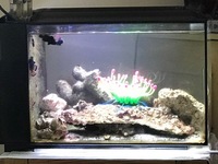 Fluval Sea Evo 52L, PS2 Skimmer.