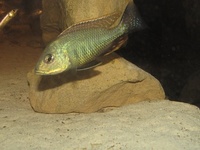 Lethrinops Chilingali (extinct in the wild) malawi cichlids