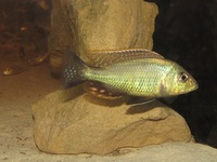 Lethrinops Chilingali (extinct in the wild) malawi cichlids