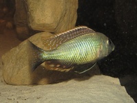 Lethrinops Chilingali (extinct in the wild) malawi cichlids