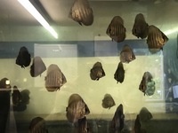 DISCUS, ,DISCUS,,DISCUS , TROPICAL FISH SALES.,,CHESHIRE OAKS DISCUS,DOMESTIC & WILDS. AROWANA, RAYs, L200 pleco