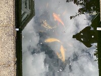 Koi, Goldfish and Bioforce Filter for Sale