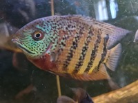 Central & South American Cichlids for sale