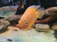 Central & South American Cichlids for sale