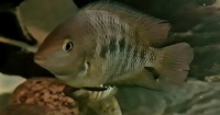 Central & South American Cichlids for sale