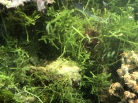Marine Algae (True Seaweed)
