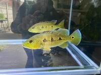 Orino peacock bass 9inch sold pending pick up