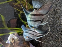 2 x Blue Angelfish (Pterophyllum sp.) Freshwater