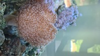 Livestock ( Coral and Fish and Inverts)
