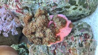 Livestock ( Coral and Fish and Inverts)