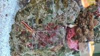 Livestock ( Coral and Fish and Inverts)