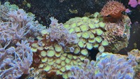 Livestock ( Coral and Fish and Inverts)