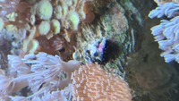 Livestock ( Coral and Fish and Inverts)