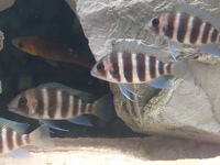 cyphotilapia frontosa Kigoma fry