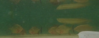 SOLD - 7 inches Red Tail Catfish + 7-8 inches Red Bellied Pacu x5 - SOLD