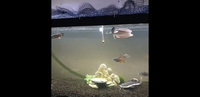 SOLD - 7 inches Red Tail Catfish + 7-8 inches Red Bellied Pacu x5 - SOLD