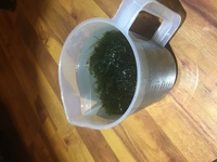 1 litre Jug compact java moss for sale £5