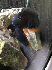 Breeding pair of Orange Shouldered Severums