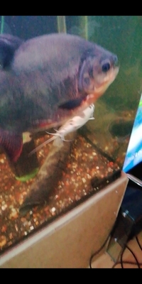 RED BELLY PACU. LARGE.