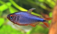 Rare catfish and tetras plus other fish for sale check listing Teesside