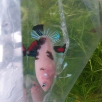 Rare catfish and tetras plus other fish for sale check listing Teesside