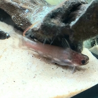 Rare catfish and tetras plus other fish for sale check listing Teesside