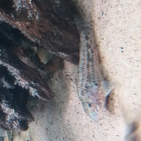 Rare catfish and tetras plus other fish for sale check listing Teesside