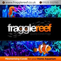 MAIL ORDER MARINE CORALS SPS LPS & SOFT UK - EUROPE