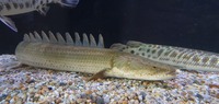 CHEAP reduced Price SUPER RARE XXL Nile Bichir - PBB