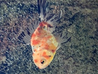 Calico Oranda