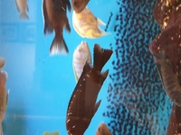 Malawi Cichlids Trio For sale
