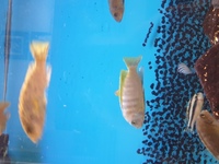 Malawi Cichlids Trio For sale