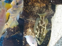 Malawi Cichlids Trio For sale