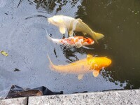 Koi Carp & others for sale Wirral