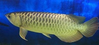 WANTED LARGE PEACOCK BASS - WEST YORKSHIRE
