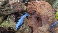 Membe Deep Malawi Cichlids - Breeding Group Northants £30