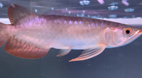 ALL SOLD WITHIN A MONTH JUST ARRIVED 5 X AAA INDONESIA KALIMANTAN SUPER RED ASIAN AROWANA