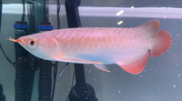 ALL SOLD WITHIN A MONTH JUST ARRIVED 5 X AAA INDONESIA KALIMANTAN SUPER RED ASIAN AROWANA