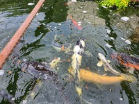 koi for sale