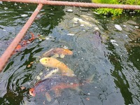 koi for sale