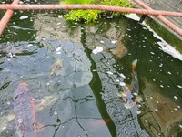 koi for sale
