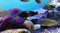 Tropheus Bemba