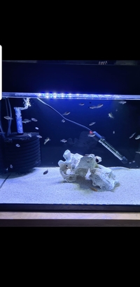 Mbuna fry for sale