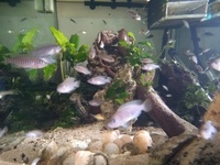 Shell Dwellers - Multies