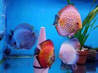 Fish Tank For Sale, Cardiff