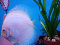 Fish Tank For Sale, Cardiff