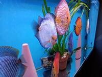 Fish Tank For Sale, Cardiff